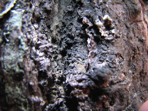 Sarea difformis image