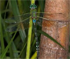 Anax gibbosulus