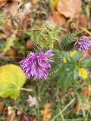 Cirsium vulgare