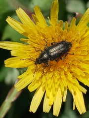 Astylus quadrilineatus