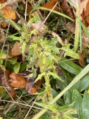 Cirsium vulgare