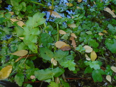 Carum carvi