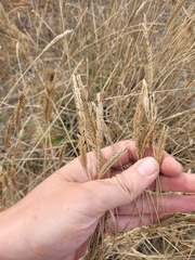 Agropyron desertorum