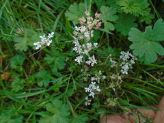Carum carvi