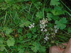 Carum carvi