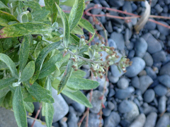 Artemisia douglasiana