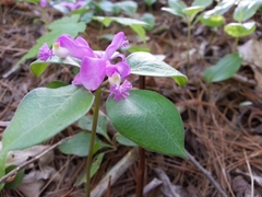 Polygaloides paucifolia