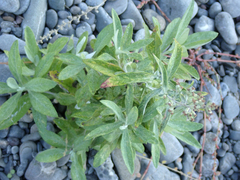 Artemisia douglasiana