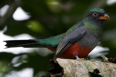 Trogon massena