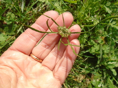 Carum carvi
