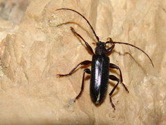 Saphanus piceus