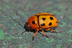 Cryptocephalus cynarae