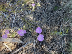 Agalinis fasciculata