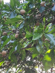 Genipa
