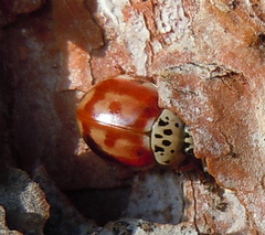 Harmonia quadripunctata