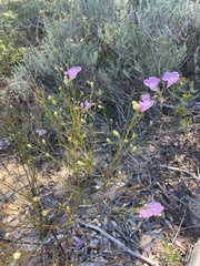 Agalinis fasciculata
