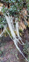 Usnea longissima