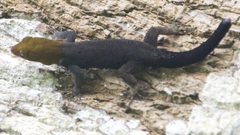 Gonatodes albogularis
