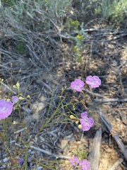 Agalinis fasciculata