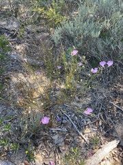 Agalinis fasciculata