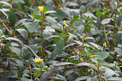 Ludwigia peploides