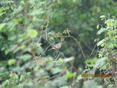 Sporophila morelleti