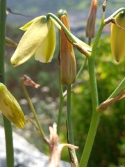 Albuca cooperi