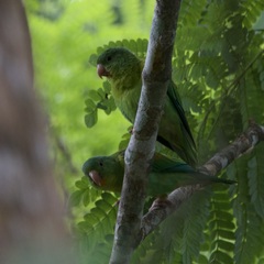 Brotogeris jugularis