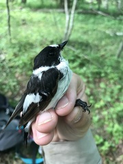 Ficedula albicollis
