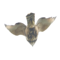 Buteo nitidus