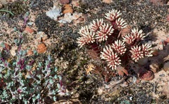 Crassula alpestris