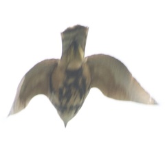 Buteo nitidus