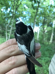 Ficedula albicollis