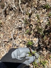 Diplacus aurantiacus