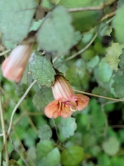 Rhabdothamnus solandri