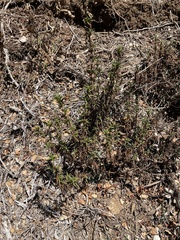 Diplacus aurantiacus