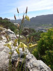 Albuca cooperi