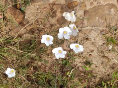 Nierembergia linariifolia