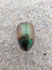 Anomala dubia