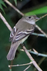 Empidonax virescens