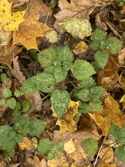 Lamium galeobdolon