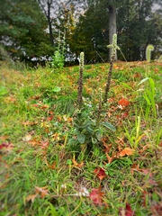 Verbascum ovalifolium