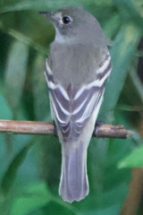 Empidonax virescens