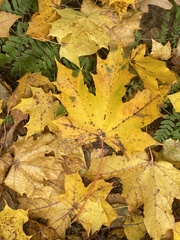 Acer platanoides