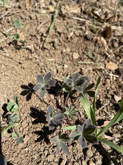Lupinus