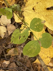 Lathyrus vernus
