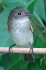 Empidonax virescens