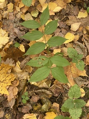 Lathyrus vernus
