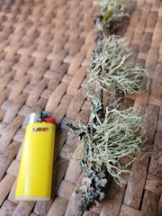 Ramalina farinacea