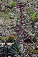 Crassula tomentosa